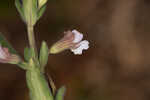 Florida calamint